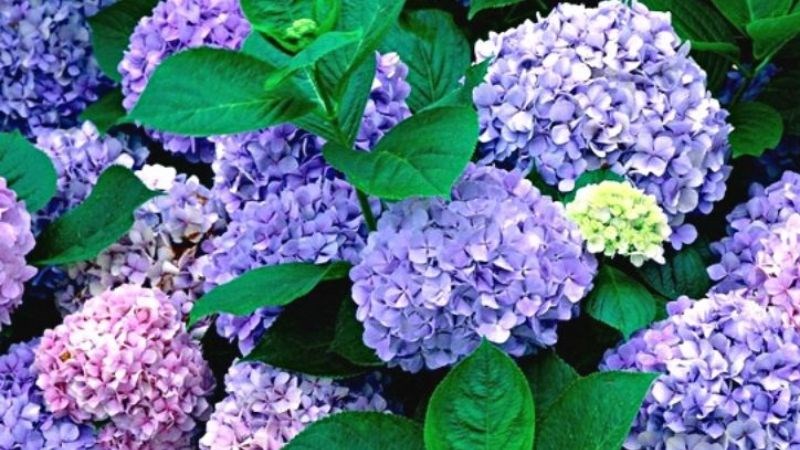 Hoa cẩm tú cầu thường được dùng để trang trí