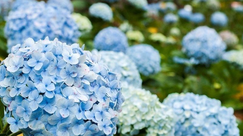 Cẩm tú cấu mang nhiều màu sắc sặc sỡ