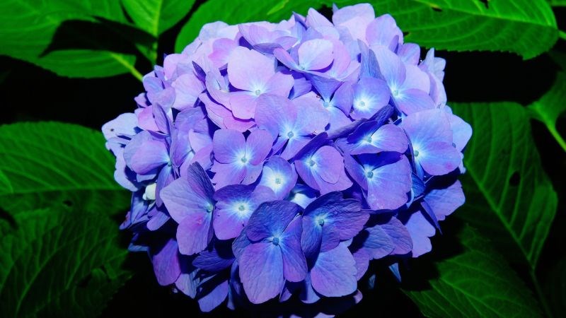 pH của đất ảnh hưởng đến màu hoa của cẩm tú cầu