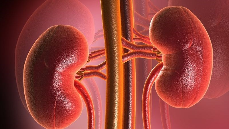 Rễ cây cẩm tú cầu giúp phòng chống sỏi thận, sỏi bàng quang