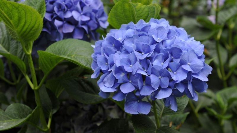 Alkaloid có trong rễ cây cẩm tú cầu có khả năng chống viêm