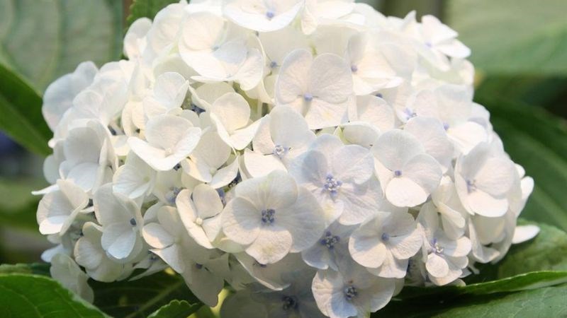 Rễ cây cẩm tú cầu chứa chất chống oxy hoá
