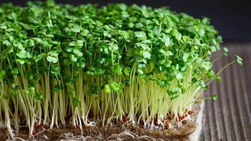 Rau mầm có hàm lượng dinh dưỡng cao hơn rau trưởng thành