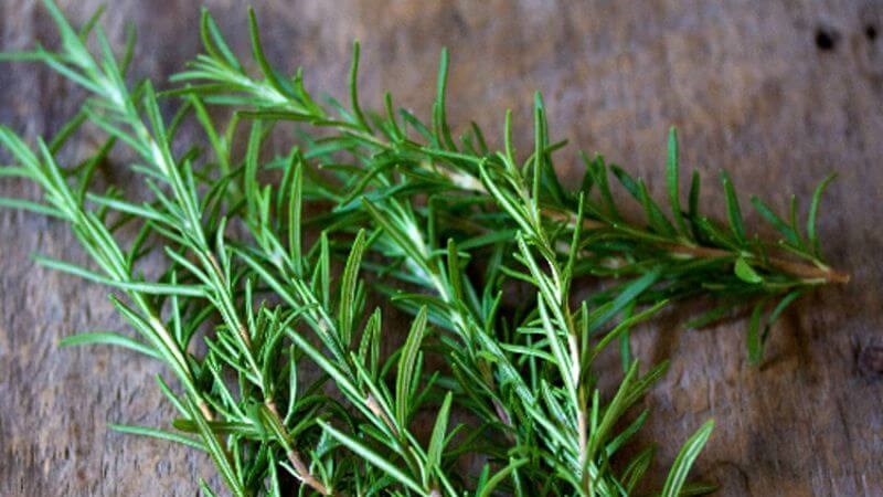 Hương thảo có tính ấm giúp giảm cảm cúm