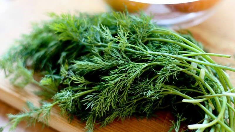 Thì là có tác dụng trong giảm tình trạng viêm