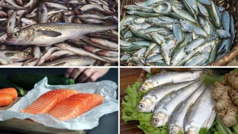 Cá béo chứa axit béo omega-3 có khả năng giúp giảm viêm nhiễm da 