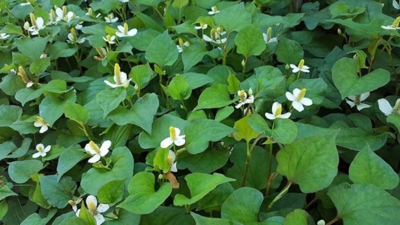 Rau diếp cá có công dụng là thanh nhiệt, giải độc và kháng viêm