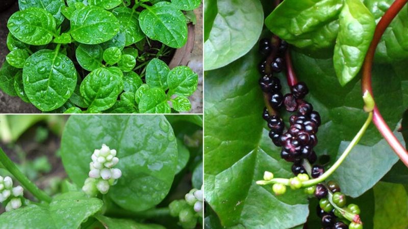 Lá mồng tơi thúc đẩy quá trình tái tạo da