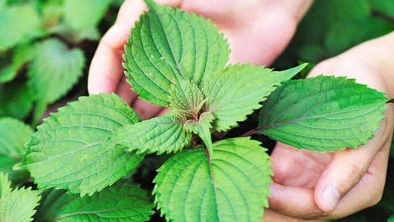 Lá tía tô bảo vệ da, tránh được sự lão hoá