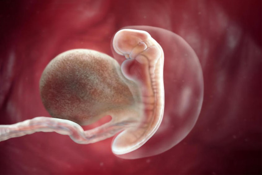 Thai nhi 4 tuần tuổi phát triển như thế nào?