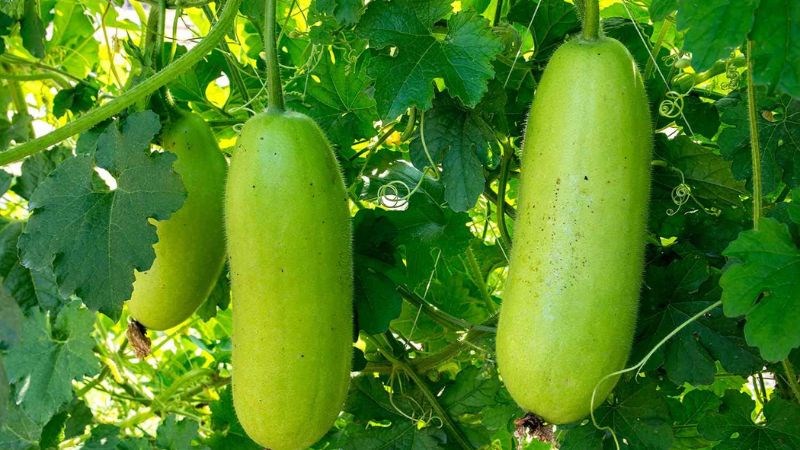 Bầu l&agrave; một loại thực vật d&acirc;y leo th&acirc;n thảo thuộc họ bầu b&iacute;