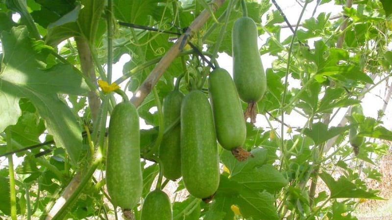 Vỏ bầu c&oacute; t&aacute;c dụng lợi tiểu, trị ph&ugrave; thũng, trị chướng bụng