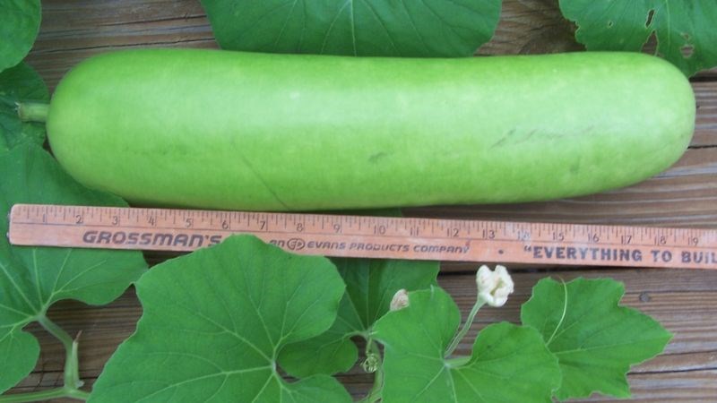 Trong 100g bầu sẽ cung cấp khoảng 14 calo