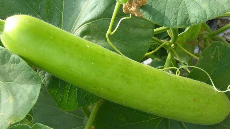 Bầu l&agrave; một loại thực phẩm tốt cho ti&ecirc;u h&oacute;a, gan v&agrave; huyết &aacute;p