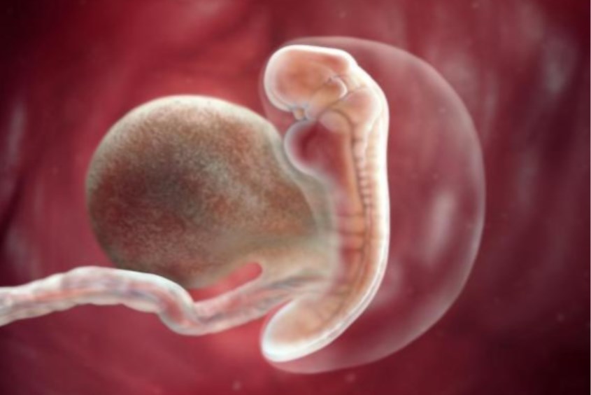 Thai nhi tuần thứ 3