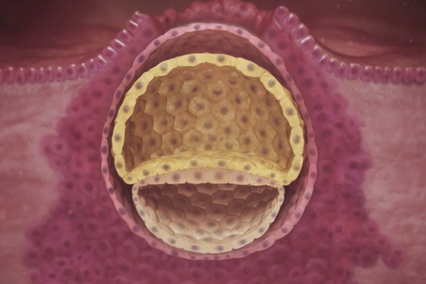 Hình ảnh thai nhi ở tuần thứ 2