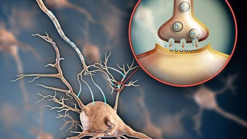 Sử dụng cùng lúc SSRIs và MAOIs có thể gây hội chứng serotonin