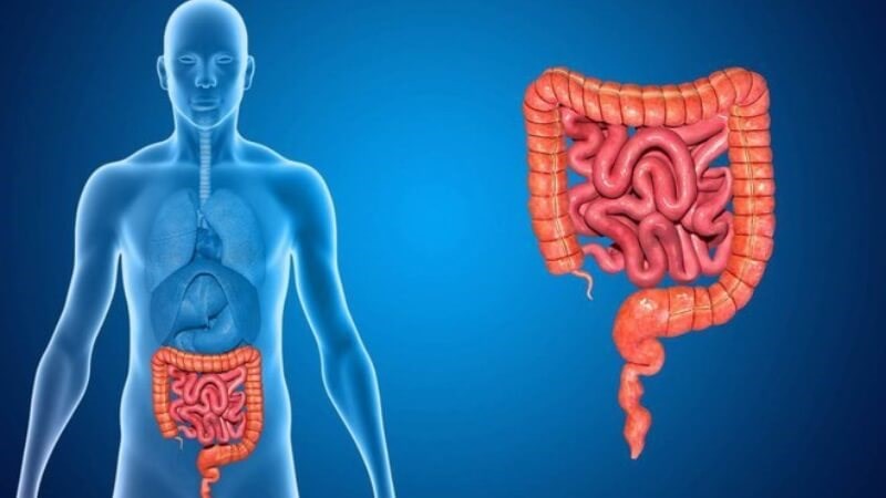 Thì là giúp hỗ trợ tiêu hóa tốt hơn