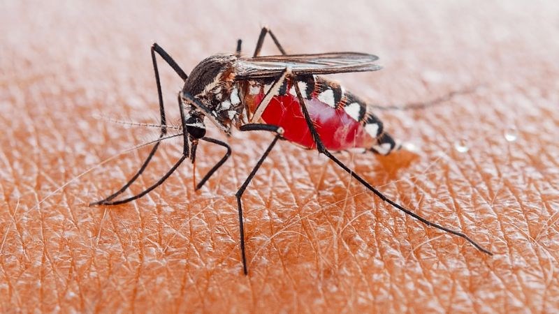 Sốt xuất huyết g&acirc;y ra bởi virus Dengue qua vết ch&iacute;ch của muỗi nhiễm bệnh