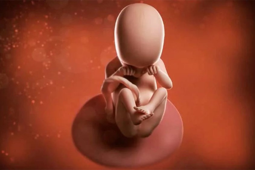 Hình ảnh thai nhi 18 tuần tuổi