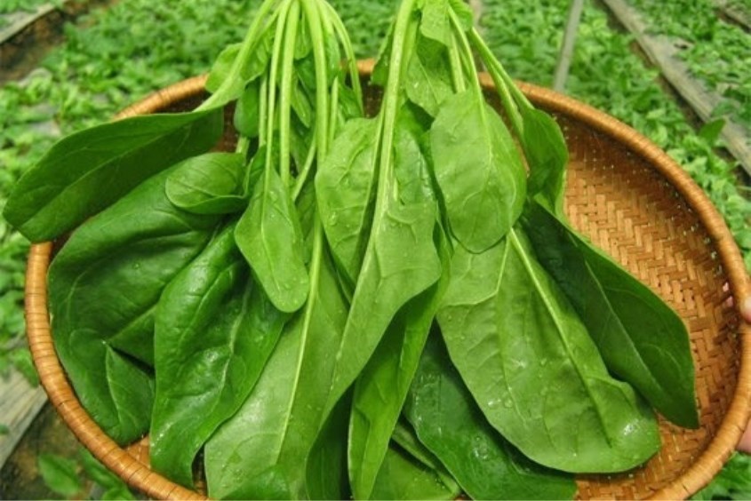 Chế biến cải bó xôi để chuẩn bị cho món cháo cá hồi cải bó xôi Cải bó xôi là nguyên liệu không thể thiếu trong món cháo cá hồi cải bó xôi