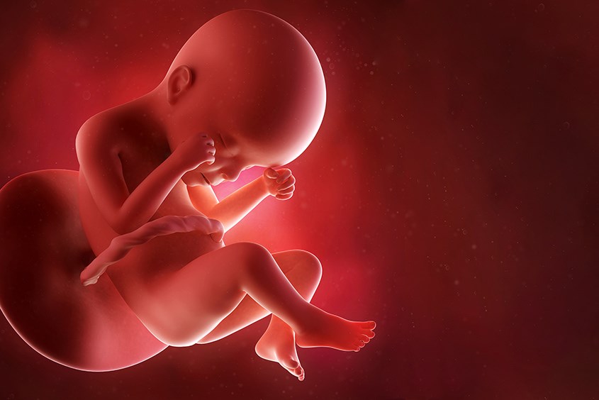 Sự phát triển của thai nhi 24 tuần tuổi