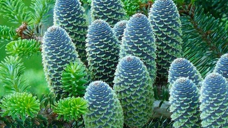 Nhựa cây balsam có thể gây đau, ngứa và mẩn đỏ trên da