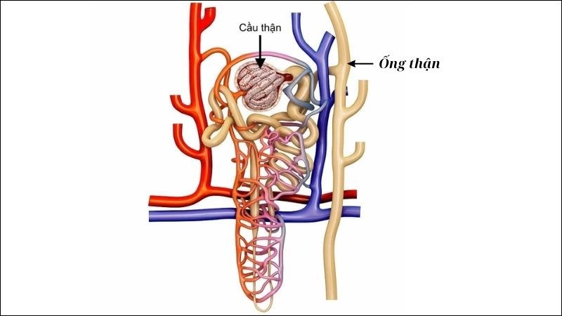 Thận có khả năng tái hấp thu các chất tại ống thận