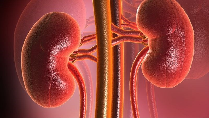 Râu mèo giúp hỗ trợ điều trị viêm thận phù thũng