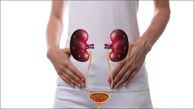 Râu mèo giúp điều trị viêm thận mạn tính, viêm đường ruột, viêm bàng quang