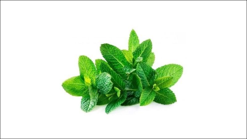Tinh dầu bạc hà có thể làm giảm tiết sữa ở phụ nữ đang cho con bú