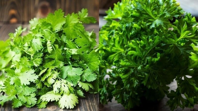 Ăn rau mùi tây có thể làm cho sữa mẹ có mùi lạ có thể khiến bé chán bú hoặc bỏ bú