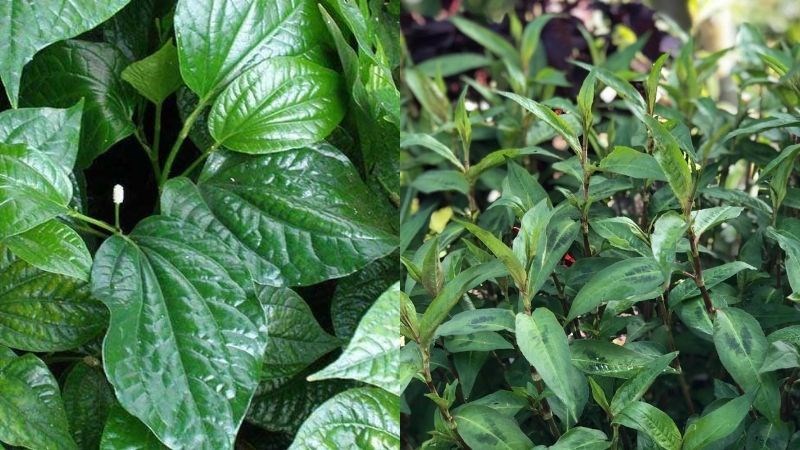 Mẹ bỉm ăn rau răm, lá lốt có thể gây mất sữa mẹ sau sinh