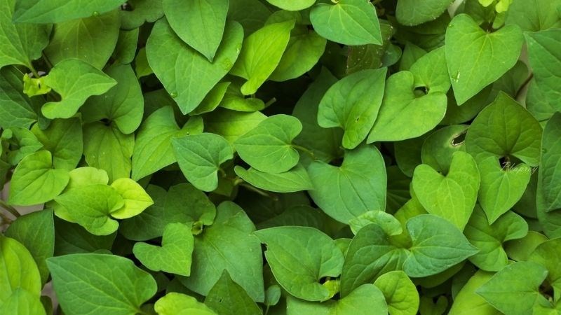 Khi ăn nhiều rau diếp cá có thể khiến phụ nữ sau sinh bị đau bụng, tiêu chảy