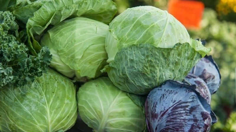 Ăn nhiều bắp cải có thể gây ra tình trạng mất sữa, đau bụng ở trẻ