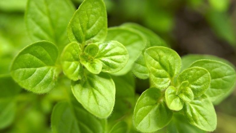 Lá oregano có chứa luteolin có thể làm giảm khả năng tiết sữa ở mẹ bỉm