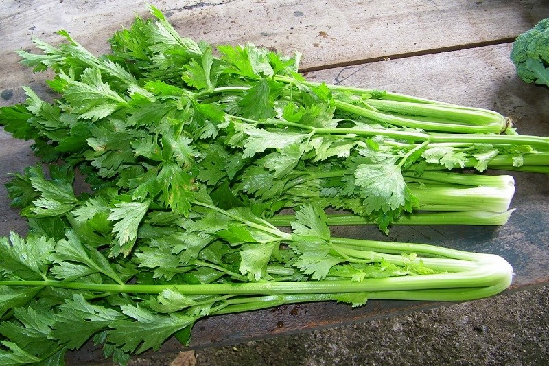 Cần tây chứa nhiều chất dinh dưỡng cần thiết cho sự phát triển trí não
