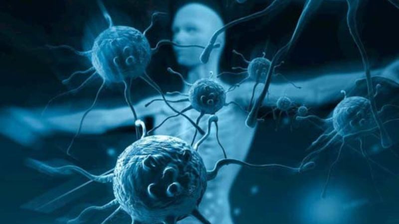Vitamin E có vai trò quan trọng trong việc duy trì sự hoạt động hiệu quả của hệ thống miễn dịch