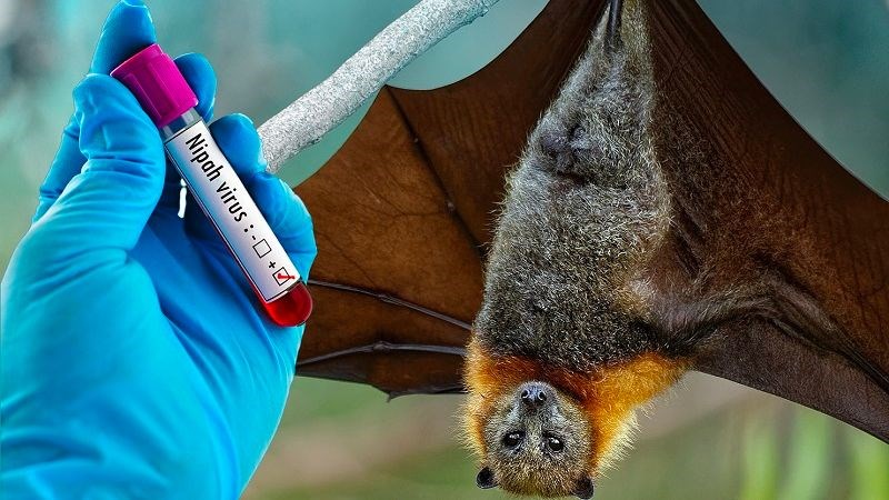 Virus Nipah chủ yếu lây truyền từ động vật, đặc biệt là con dơi