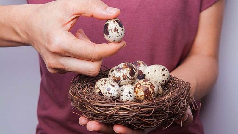 Trứng cút không gây tăng cân nếu ăn với lượng vừa phải