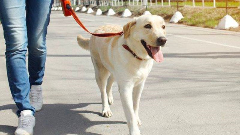 Hạn chế tiếp xúc với chó để tránh nguồn lây nhiễm