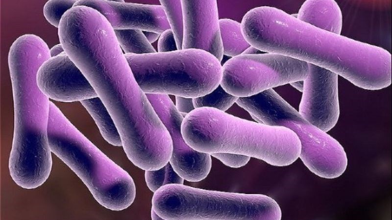 Vi khuẩn Corynebacteria diphtheriae tiết ra độc tố gây nên bệnh bạch hầu