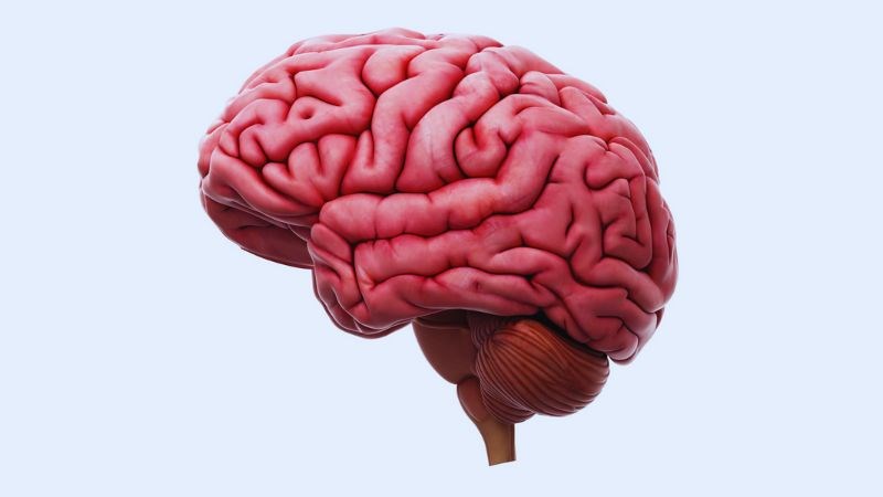 Thuốc bổ não giúp tăng cường sự trao đổi chất và tái tạo mô tế bào não