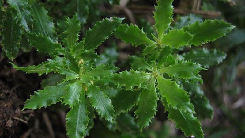 Thành phần của Kinh Vương Não bộ có nguồn gốc từ thiên nhiên Thành phần của Kinh Vương Não bộ có nguồn gốc từ thiên nhiên