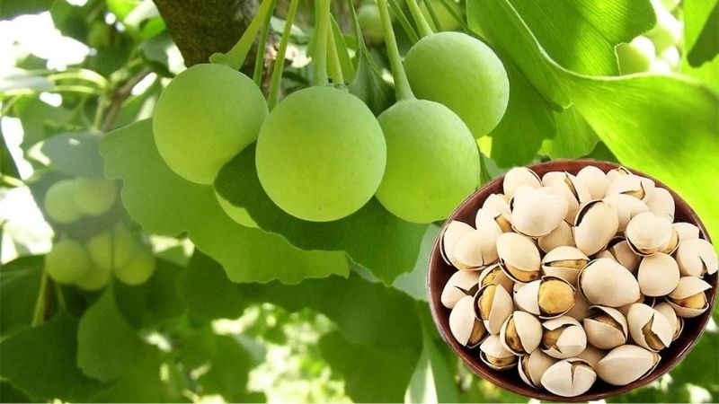 Sản phẩm bổ não cho trẻ em có chứa thành phần lành tính