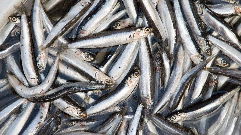 Cá béo chứa omega 3, canxi, vitamin D tốt cho xương khớp