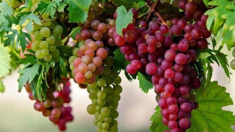 Nho chứa vitamin và chất chống oxy hóa tốt cho xương khớp