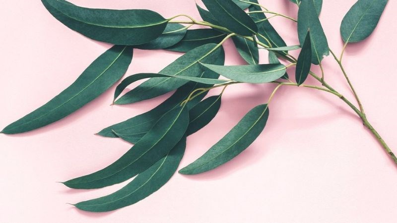 Lá cây bạch đàn chứa methyl salicylate giúp chống viêm và giảm đau khớp