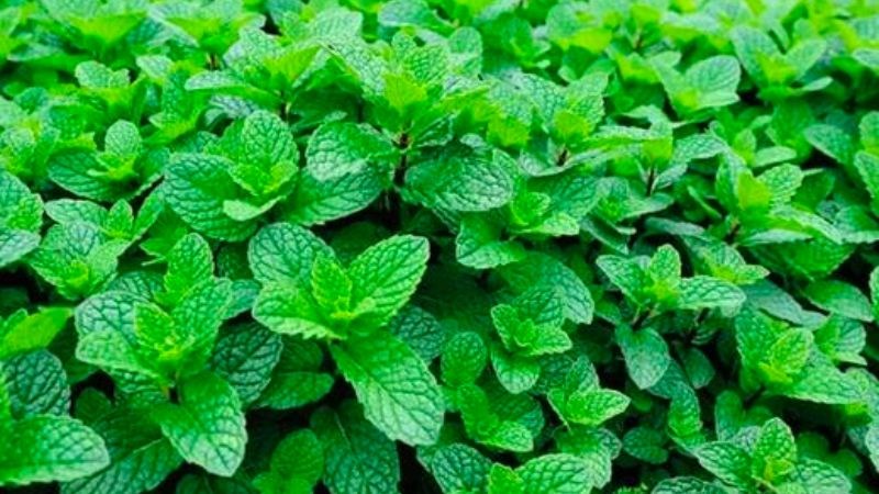 Bạc hà có thể bảo vệ cơ thể khỏi tổn thương do các gốc tự do
