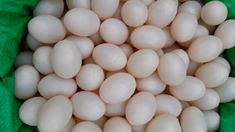 Bạn có thể sử dụng trứng bồ câu để bổ sung thêm dưỡng chất cho não và mắt